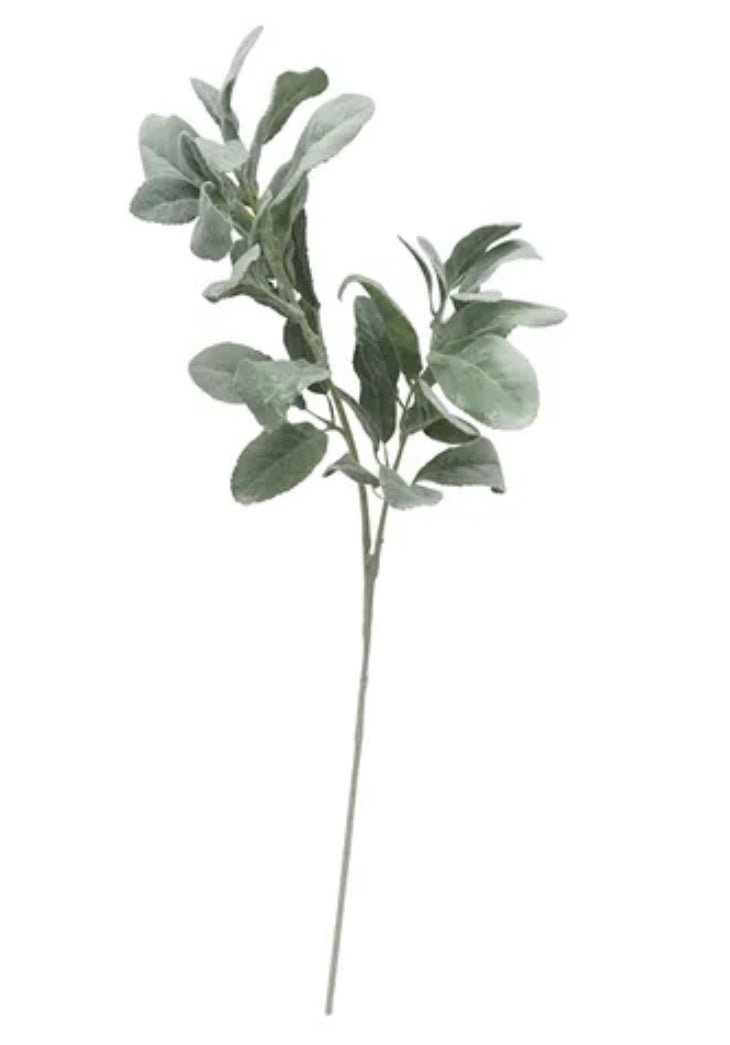Lambs Ear 2 Stem